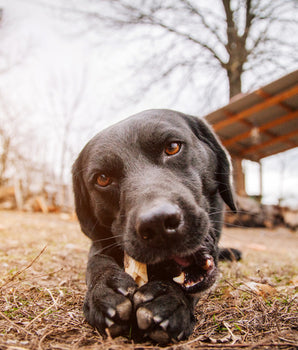 Bois Olivier en forme d'os Mastication Naturelle Chien