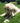 Bois de Cerf Tranché Mastication Chien