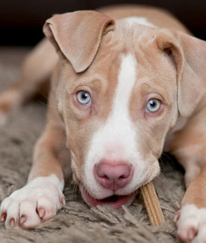 Box Mastication Chien Friandises Naturelles 