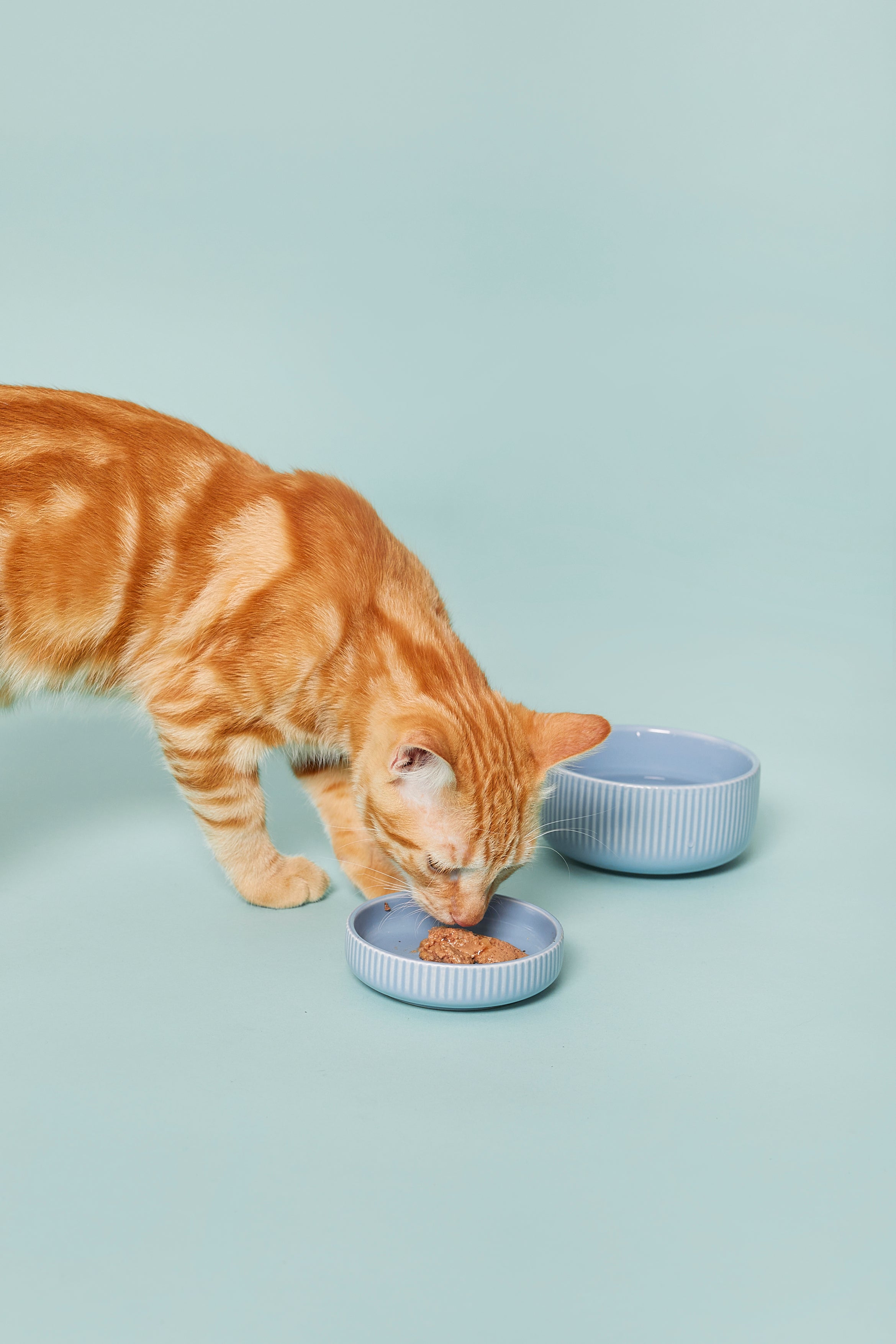 Carnilove - Alimentation Humide Sans Céréales à la Dinde pour Chat