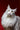 Carnilove Croquettes Sans Cereales Canard & Dinde pour Grand Chat