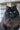 Carnilove Croquettes Sans Cereales Saumon pour Chat Digestion Sensible & Poils Longs