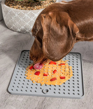 Cernunos Pate a tartiner beurre de cacahuete Chien Chat Complement Alimentaire