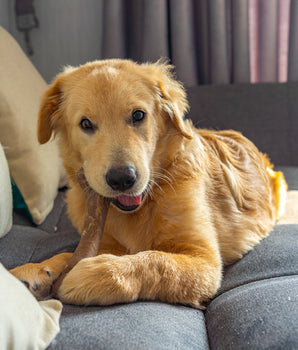 Chien dégustant une barre à mâcher sans céréales.