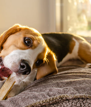 Chien dégustant une barre à mâcher sans céréales.