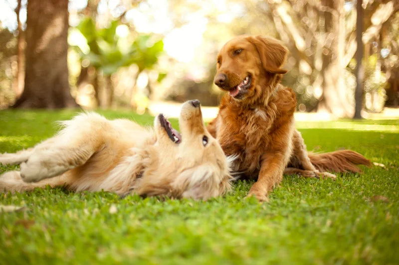 Deux chiens joyeux dans l'herbe. Ils mangent des croquettes bio et naturelles.