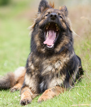 Corne de Vache Mastication Naturel Chien