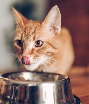 Croquettes Insectes Chat Adulte Stérilisé Invers Fabriqué en France