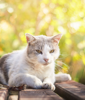 Croquettes Insectes Chat Senior Invers Fabriqué en France