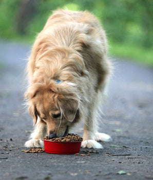 Croquettes Sans Céréales Bio Canichef Volaille Chien Senior
