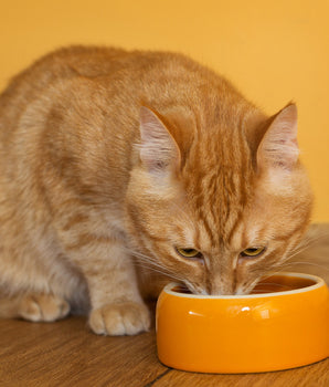 Croquettes Sans Céréales Bio Felichef Volaille Chat Senior