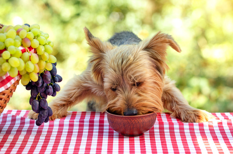 Croquettes Almo Nature Holistic Maintenance Poulet Chien Petite Race