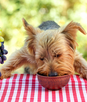 Croquettes Almo Nature Holistic Maintenance Poulet Chien Petite Race