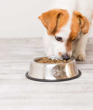 Croquettes Insectes Petit Chien Invers Fabriqué en France