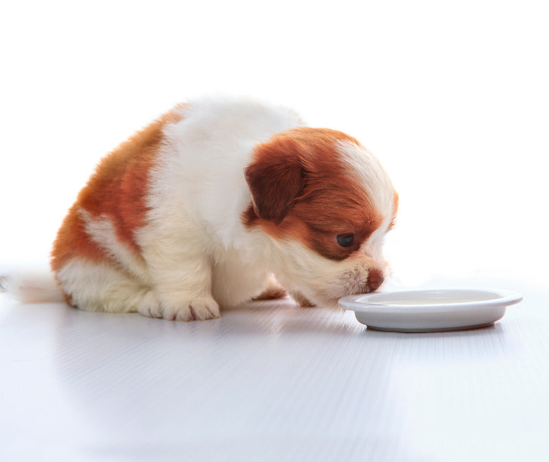 Croquettes Sans Céréales Alleva Holistic Poisson Chiot Petite Race