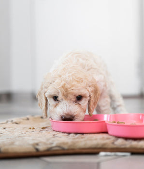 Croquettes Sans Céréales Alleva Holistic Poulet Canard Chiot Petite Race