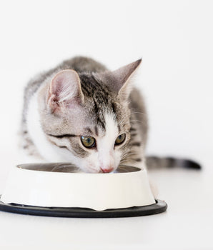 Croquettes Sans Céréales Bio Felichef Volaille Chaton
