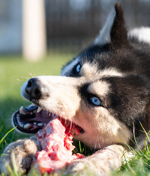 Croquettes Sans Céréales Carnilove Agneau Sanglier Chien