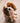 Croquettes Sans Céréales Carnilove Dinde Chiot