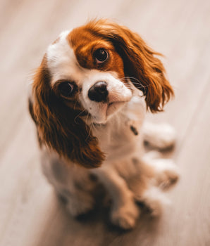 Croquettes Sans Céréales Carnilove Dinde Chiot
