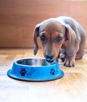 Croquettes Sans Céréales Carnilove Saumon Dinde Chiot