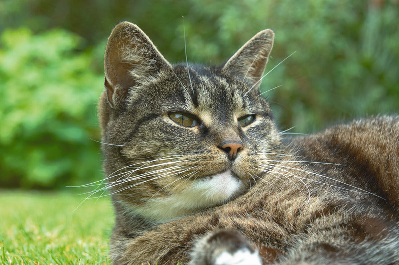 Croquettes Sans Céréales Edgard Cooper Poulet Dinde Chat Senior