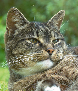 Croquettes Sans Céréales Edgard Cooper Poulet Dinde Chat Senior