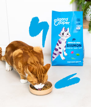 Croquettes Sans Céréales Edgard Cooper Saumon Chat