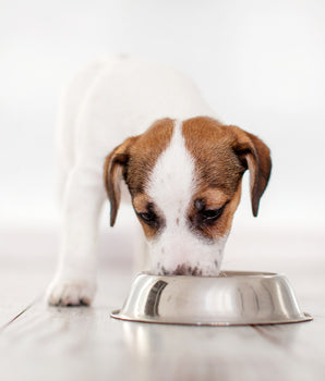 Croquettes Sans Céréales Eukanuba Poisson Grand Chiot