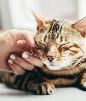Croquettes Sans Céréales Eukanuba Saumon Chat Senior