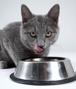 Croquettes Sans Céréales Eukanuba Saumon Chaton