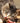 Croquettes Sans Céréales True Fresh Carnilove Dinde pour Chat