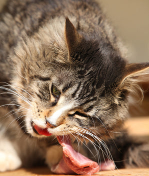 Croquettes Sans Céréales True Fresh Carnilove Dinde pour Chat