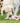 Croquettes Sans Céréales True Fresh Carnilove Dinde Chien