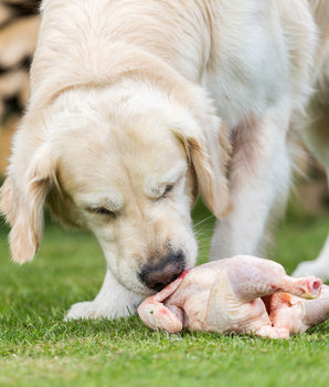 Croquettes Sans Céréales True Fresh Carnilove Dinde Chien