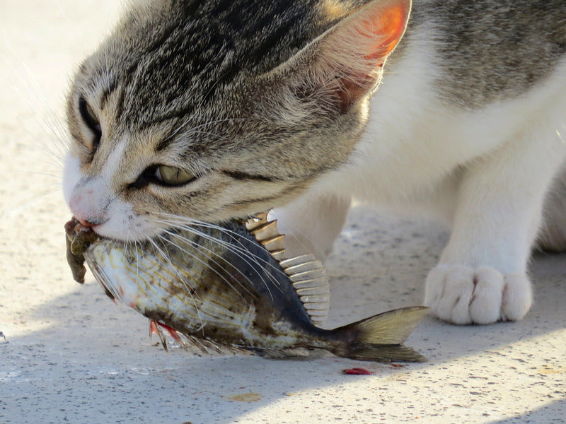Croquettes Sans Céréales True Fresh Carnilove Poisson pour Chat