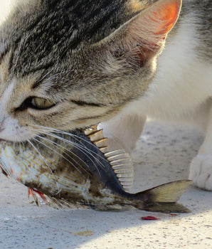 Croquettes Sans Céréales True Fresh Carnilove Poisson pour Chat