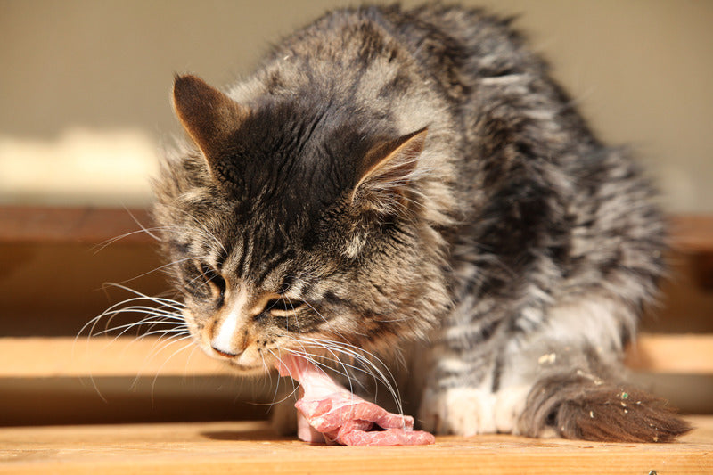 Croquettes Sans Céréales True Fresh Carnilove Poulet pour Chat