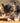 Croquettes Sans Céréales True Fresh Carnilove Poulet pour Chat