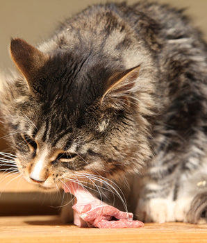 Croquettes Sans Céréales True Fresh Carnilove Poulet pour Chat