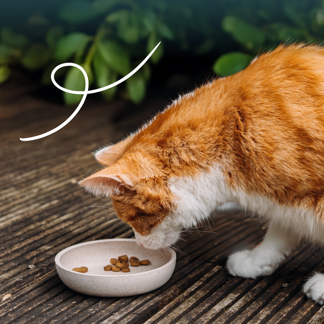 Croquettes Yarrah Bio Sans Ble Poulet Poisson Chat & Chaton