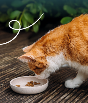 Croquettes Yarrah Bio Sans Ble Poulet Poisson Chat & Chaton