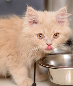 Croquettes aux insectes Tomojo Chaton Fabriqué en France
