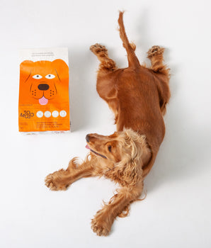 Croquettes aux insectes pour chien Tomojo sans céréales