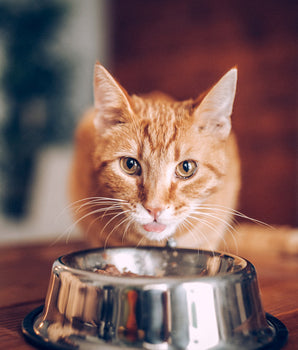 Croquettes pour Chat