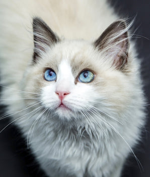 Felichef - Terrines Sans Céréales Bio Saumon & Légumes pour Chat