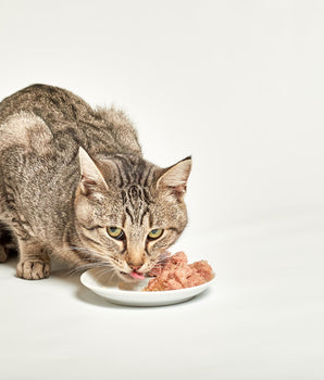 Felichef - Terrines Sans Céréales Bio Volaille & Légumes pour Chat