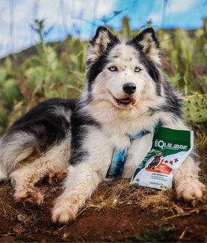 Friandises Equilibre & Instinct Volaille Chien