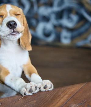 Friandises Bio Sans Céréales au Poulet pour Chien Stick à Mâcher