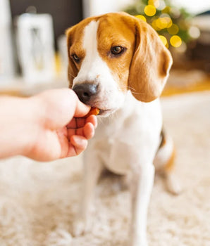 Friandises aux insectes pour chiens